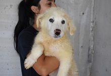DOMNIO, Hund, Maremmano-Mix in Italien