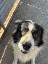 HUGO, Hund, Mischlingshund in Griechenland