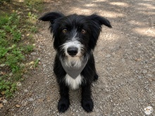FILOU, Hund, Podengo Português-Mix in Viernheim