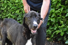 RAVIEN, Hund, Mischlingshund in Italien