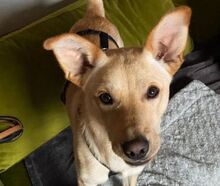 SHELDON, Hund, Mischlingshund in Forchheim