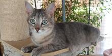 EVA, Katze, Europäisch Kurzhaar in Italien