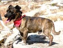 CHAMP, Hund, Mischlingshund in Griechenland
