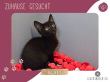VELVET, Katze, Europäisch Kurzhaar in Bulgarien
