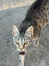 BARCELONA, Katze, Hauskatze in Rumänien