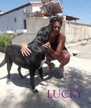 LUCKY, Hund, Mischlingshund in Griechenland