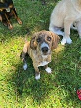 COOKIE, Hund, Mischlingshund in Miesbach