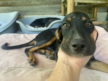 JAKO, Hund, Mischlingshund in Miesbach