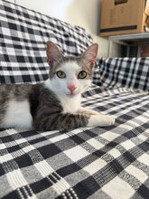 MATTHÄUS, Katze, Europäisch Kurzhaar in Rumänien