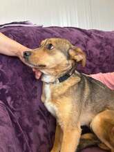 LISA, Hund, Mischlingshund in Bulgarien