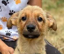 KYRA, Hund, Mischlingshund in Slowakische Republik