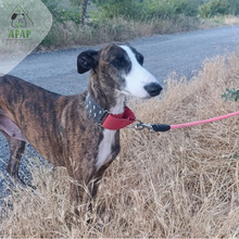 VELA, Hund, Greyhound in Spanien