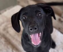BELLA, Hund, Labrador-Mischling in Gefrees