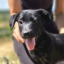 BELLA, Hund, Mischlingshund in Slowakische Republik