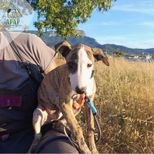 MERLIN, Hund, Greyhound in Spanien