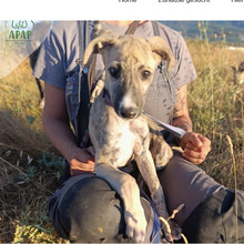 MORGANA, Hund, Greyhound in Spanien