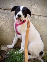 NIKA, Hund, Mischlingshund in Bad Salzuflen