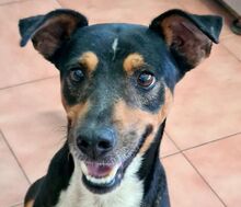 KOBE, Hund, Mischling Bodeguero in Spanien
