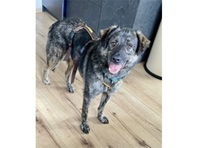 DION, Hund, Mischlingshund in Erlangen