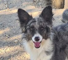 FABIO, Hund, Border Collie in Spanien