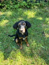 JOKER, Hund, Mischlingshund in Miesbach