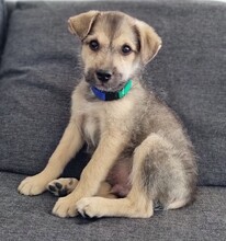 JAREK, Hund, Mischlingshund in Rumänien