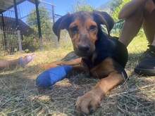 JUKI, Hund, Mischlingshund in Miesbach