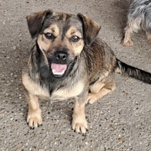 POCSITA, Hund, Mischlingshund in Ungarn