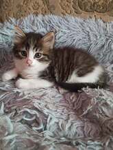 SWEETY, Katze, EKH Mix in Bulgarien