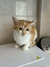ZOE, Katze, EKH Mix in Belgien