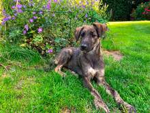 COOPER, Hund, Mischlingshund in Hamburg