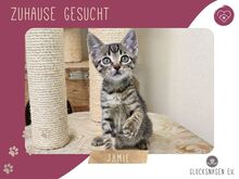 JAMIE, Katze, Europäisch Kurzhaar in Bulgarien
