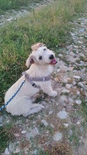 FINNEK, Hund, Terrier in Rumänien