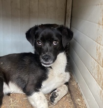 GILBERT, Hund, Mischlingshund in Quickborn