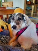 AURIKA, Hund, Mischlingshund in Gaimersheim