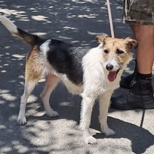 TAINA, Hund, Foxterrier in Nörten-Hardenberg