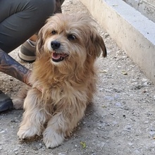 CHANTAL, Hund, Mischlingshund in Ungarn