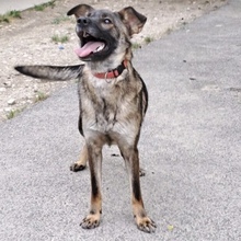 ZELDA, Hund, Mischlingshund in Ungarn