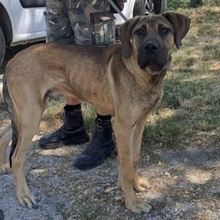 CARLOS, Hund, Deutsche Dogge in Ungarn
