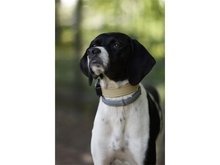 FAITH, Hund, Mischlingshund in Berlin
