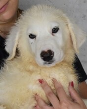 DRUSO, Hund, Maremmano Mischling in Italien