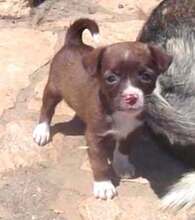 ANOUK, Hund, Mischlingshund in Bulgarien