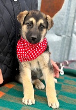 LUCY, Hund, Mischlingshund in Berlin