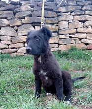 NERO, Hund, Mischlingshund in Berlin