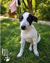 RIO, Hund, Mischlingshund in Rumänien