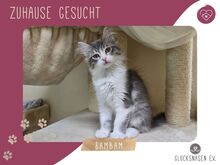 BAMBAM, Katze, Halblanghaar-Mix in Bulgarien
