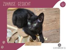 TYCHI, Katze, Europäisch Kurzhaar in Bulgarien