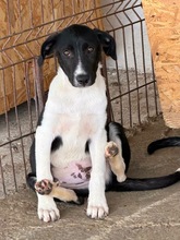 LEX, Hund, Mischlingshund in Rumänien