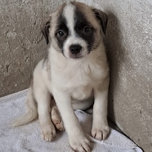 MITO, Hund, Mops in Ungarn