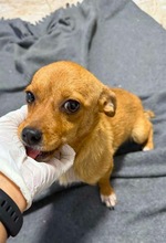 HONEY, Hund, Mischlingshund in Pottenstein